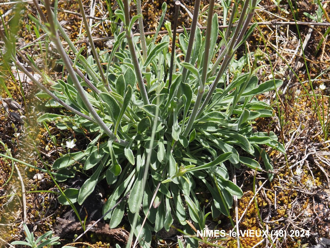 Catchfly, Spanish leaf